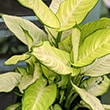 Dieffenbachia Tropic Marianne is new to the market, but still very beautiful