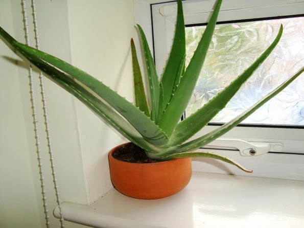 Aloe Barbadensis Aloe Vera Guide Our House Plants
