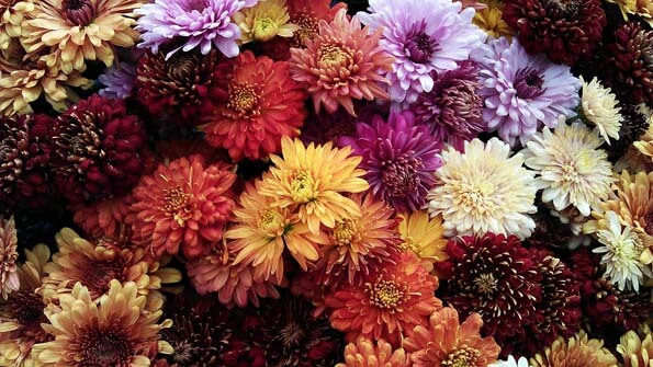 Chrysanthemum (Pot Mum / Florist's Mum) Guide