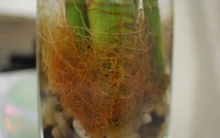 Lucky Bamboo plants often have orange roots as you can see here