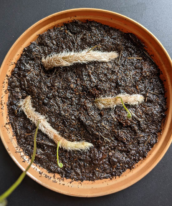 Cuttings growing in a container of soil