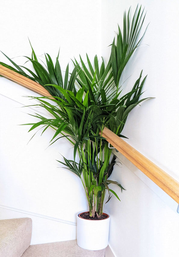 Kentia Palm Sentry Palm Howea Palms Guide Our House Plants