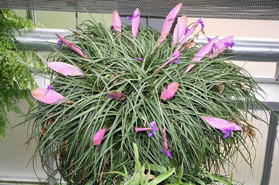 In time this Tillandsia cyanea houseplant has spread and become a large group that now looks like a large bush