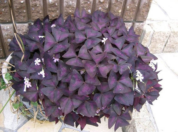purple clover