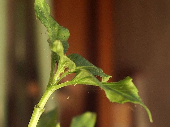 https://www.ourhouseplants.com/imgs-content/Red-spider-mite-pest.jpg