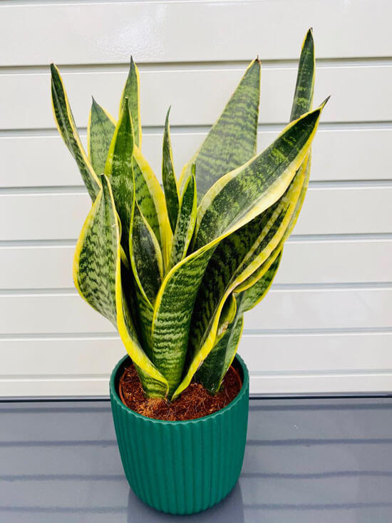 Sansevieria Dracaena (Snake Plant / Mother-in-Law's Tongue) Guide | Our House Plants