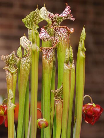 are pitcher plants poisonous to dogs