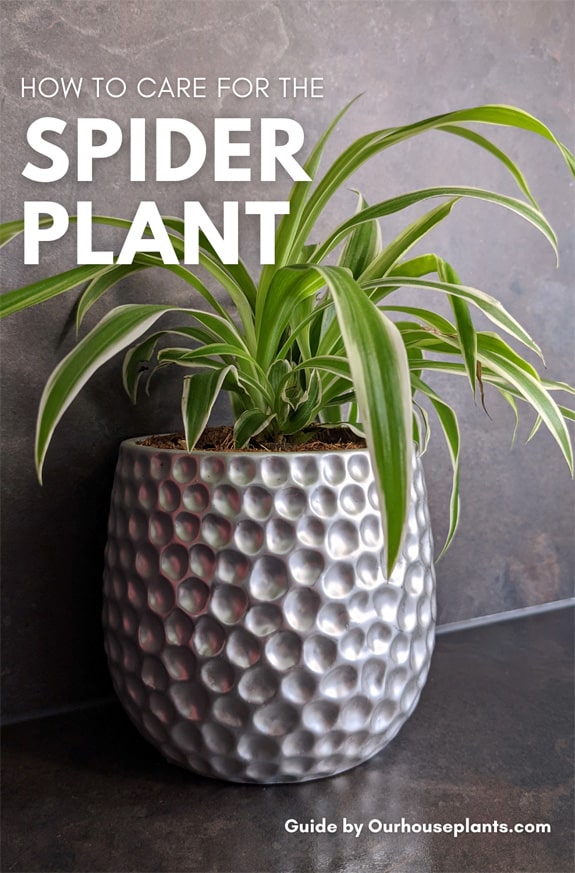 Spider Plant  Home & Garden Information Center