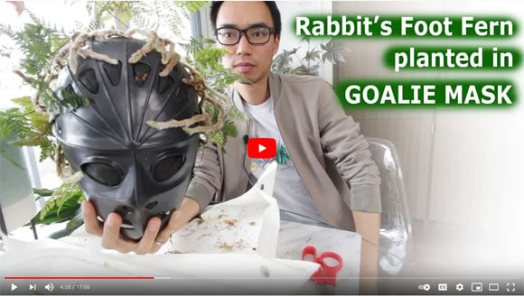 Rabbit's foot fern planted in goalie mask