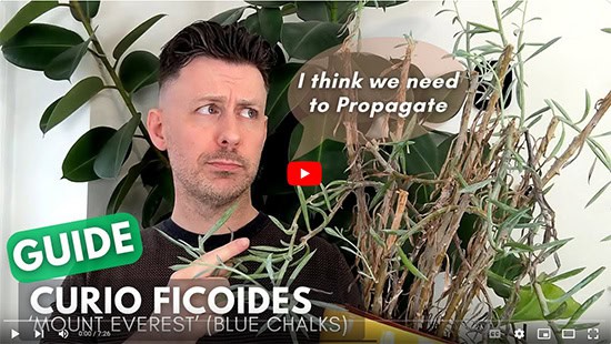 A man is looking and pointing at a tired looking plant with a speech bubble saying 'I think we need to propagate'