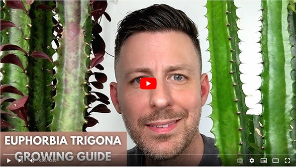 Tom Knight inbetween his two Euphorbia Trigona houseplants