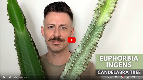 A man holds a euphorbia ingens and euphorbia ammak plant