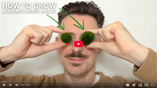 A smiling man holds two Marimo plants over his eyes while facing the camera