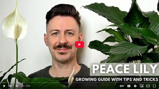 A man smiles at the camera with two Peace Lily plants in the background