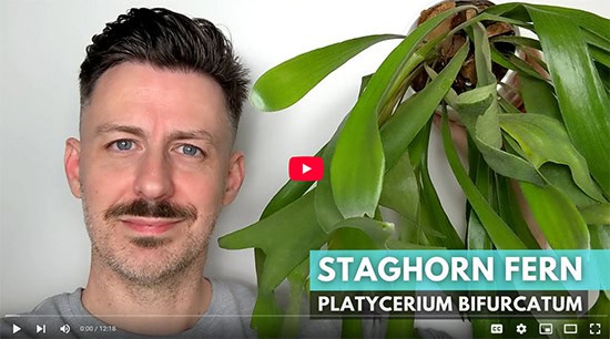 A grining man holds a large Staghorn Fern up to the camera