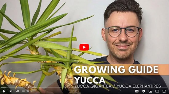 A man looks and smiles at the camera with a Yucca plant to the side of him, caption reads Yucca growing guide