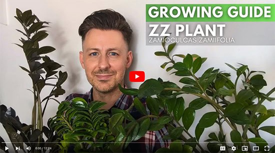 A man in between three different ZZ Plants smiles at the camera, caption reads ZZ Plant growing guide