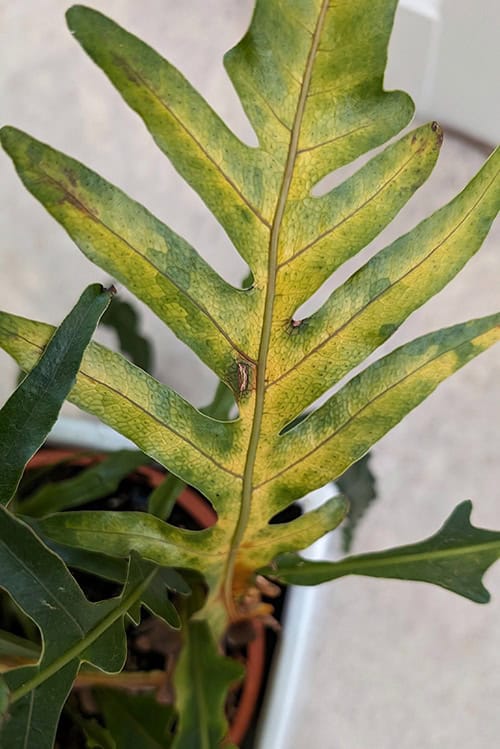 Yellow leaves on a Snake Leaf Fern