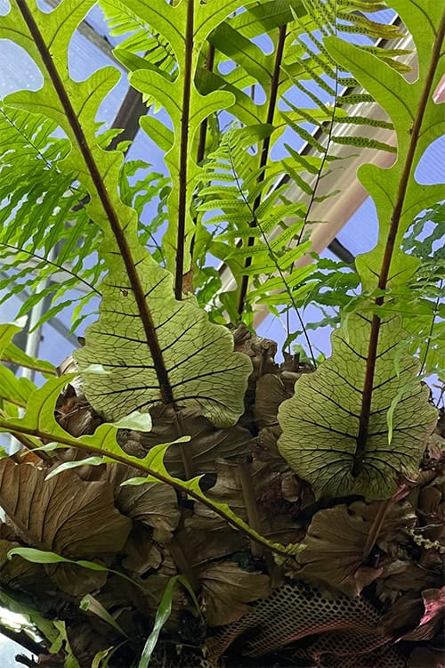 Shield Fronds have grown together to allow the plant to have a self contained root ball