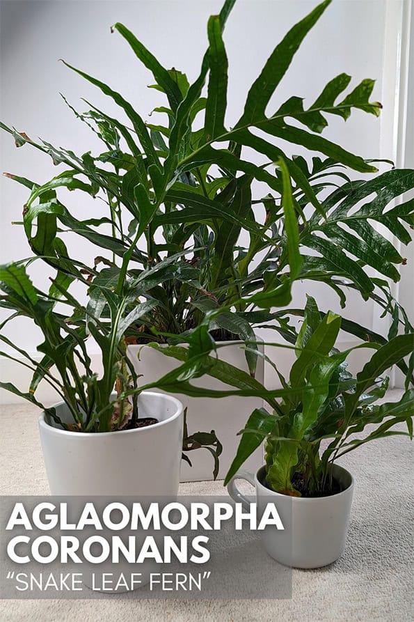 Three aglaomorpha coronans plants in white planters at different stages of maturity