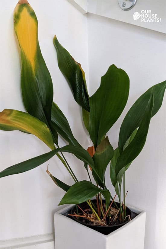 Lots of yellowing leaves on an old aspidistra