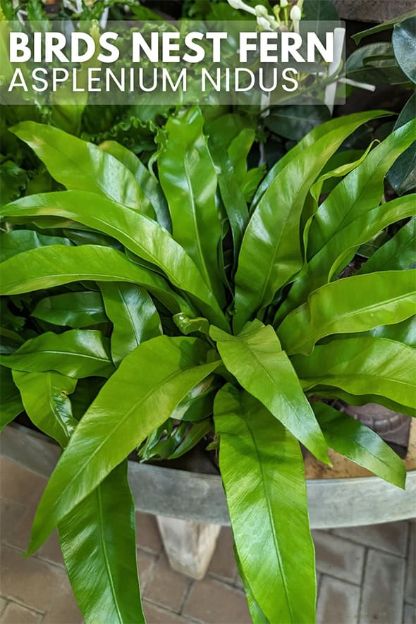 A Birds Nest Fern with it's lime green leaves bursting out and over a grey planter