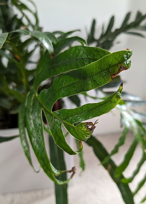 Photo showing Bent fronds