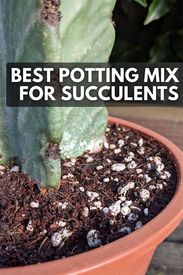 Euphorbia ingens growing in a planter filled with a potting mix designed for succulents and cacti