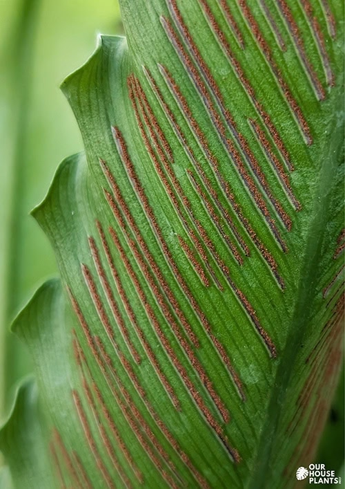 Close-up of the underside of a Bird's Nest Fern (Asplenium) leaf showing rows of mature brown spores Close-up of the underside of a Bird's Nest Fern (Asplenium) leaf showing rows of mature brown spores