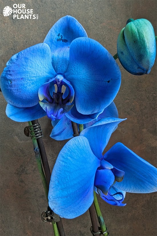 In front of a kitchen splashback a Blue Orchid plant is in bloom