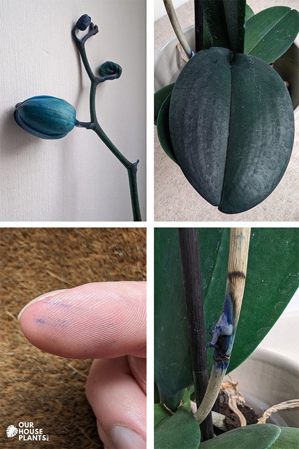 Four photos showing common issues that blue orchids have detailed in the caption below