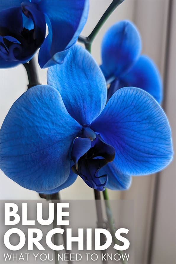 In front of a white wall a Blue Orchid plant is in bloom