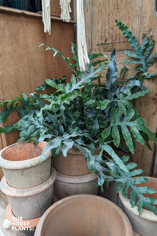 Blue Star Fern against a wooden backdrop surrounded by planters and containers