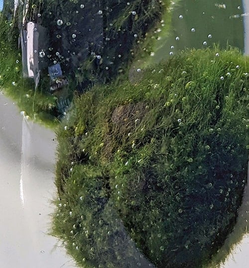 What could cause a Marimo moss ball to do this? : r/PlantedTank