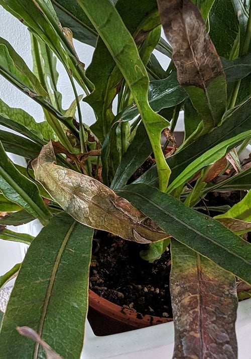 Brown and crispy leaves