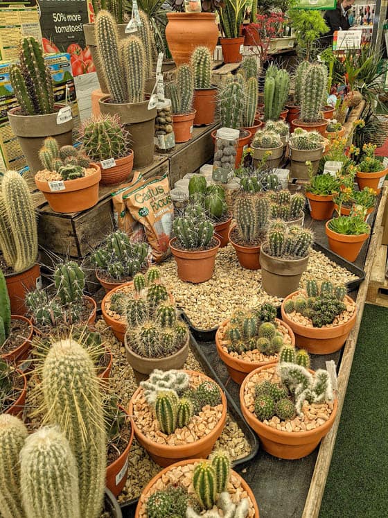 tub Retras metalic types of cactus plants names imagine in orice caz om ...