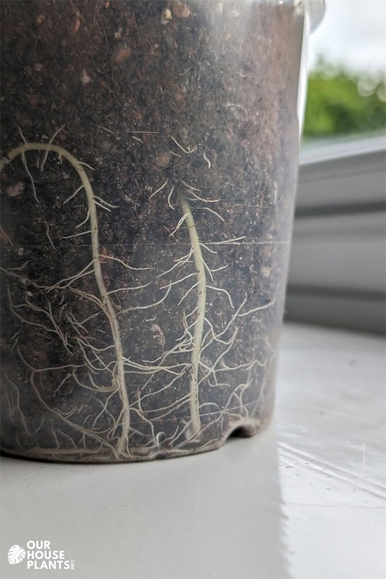 A clear container with an established plant growing roots that are pushing up against the sides