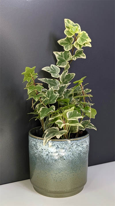 Houseplant of the week: English ivy, Life and style