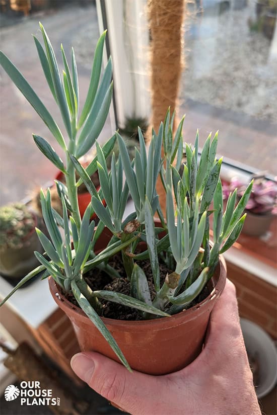 A young Mount Everest plant being held with bright light shining through the windows of a sun room