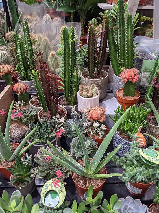 Collection of different succulent and cacti plants in a store