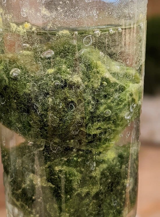 Why Do 'Japanese Moss Balls' Float By Day And Sink By Night?