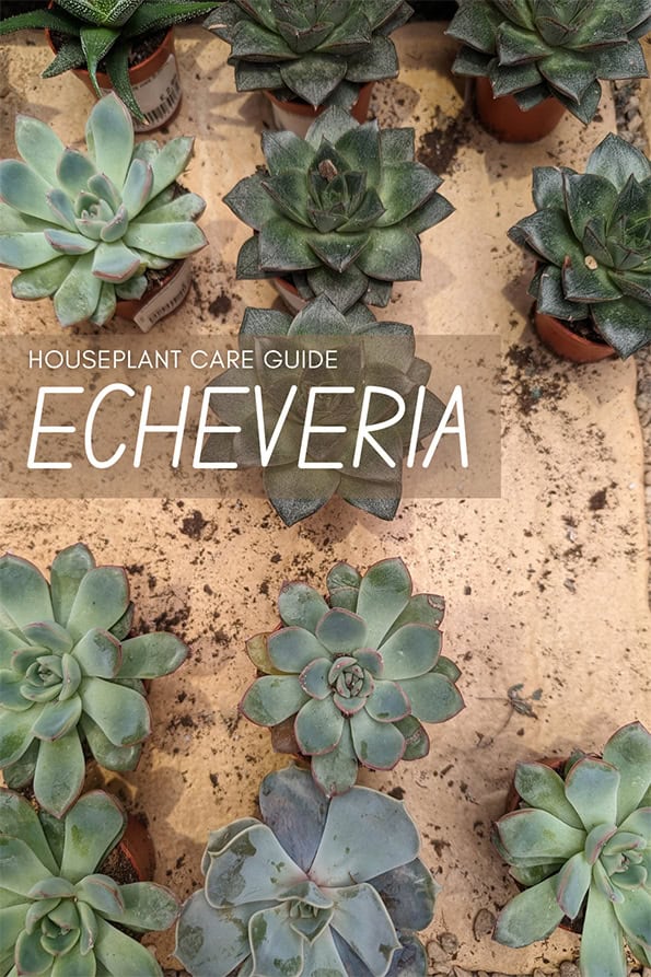 Lots of small echeveria plants on a wooden brown tray with spilled potting soil