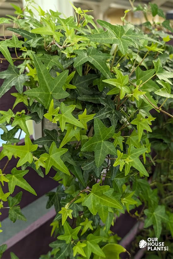 A full Ivy plant with different shades of green in the leaves