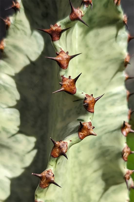 Close up photo of the Euphorbia ammak plant