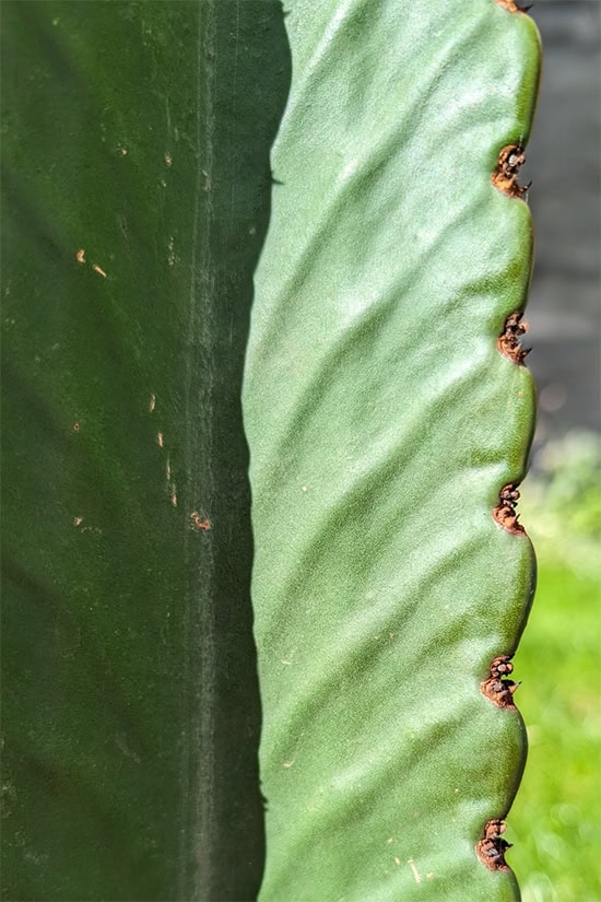 Close up photo of the Euphorbia ingens plant