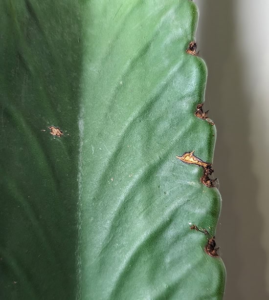 Corking on a Euphorbia ingens