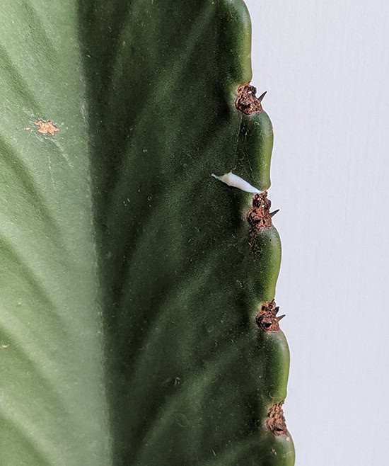 Latex sap leaking from a Euphorbia plant