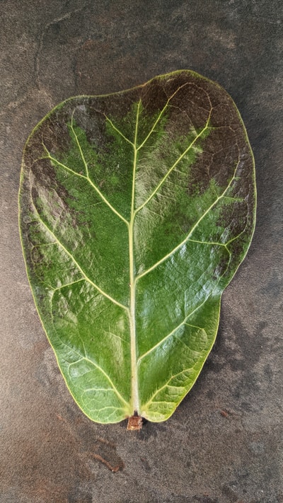 Fiddle-Leaf Fig Problem and Issue Guide | Our Plants