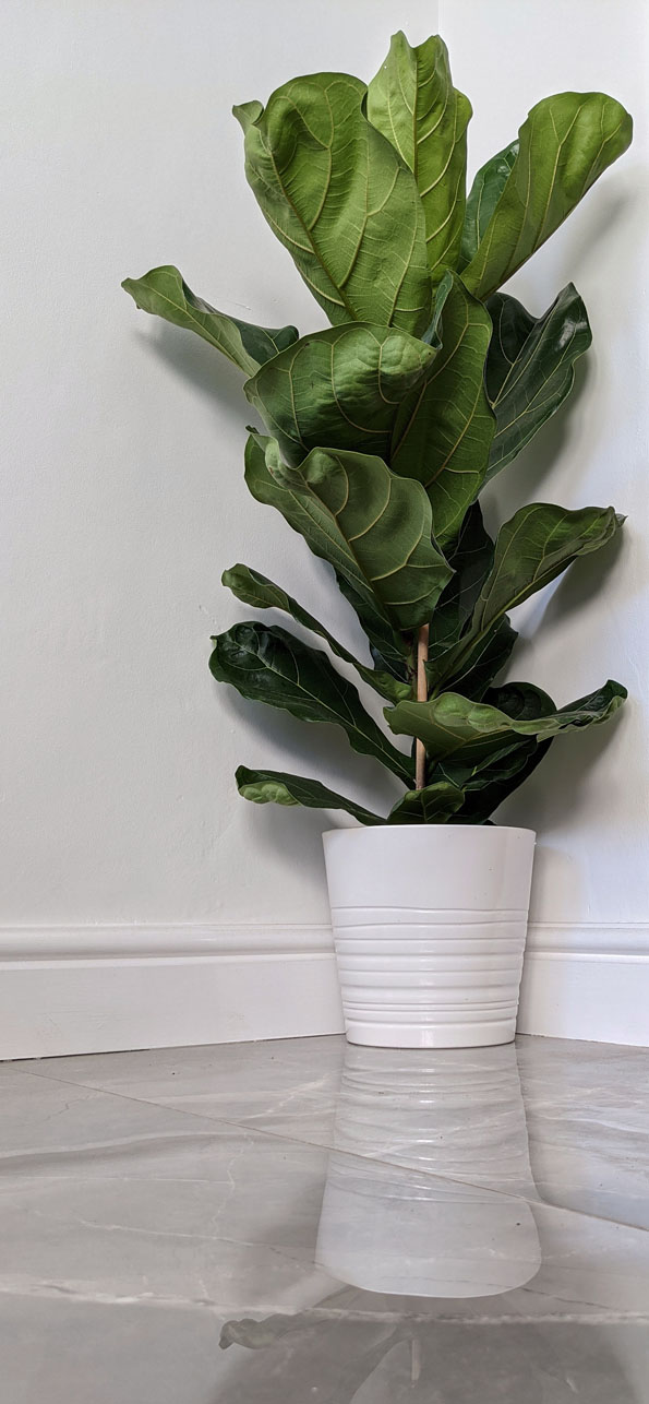 Easy Tips to Make Your Fiddle Leaf Fig Grow Taller