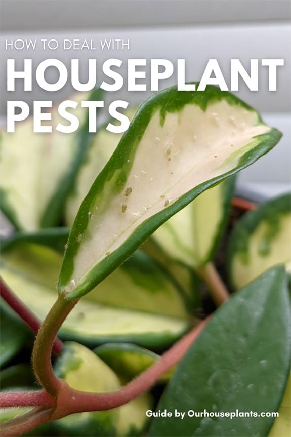 What's Attacking My Houseplant? Common Indoor Plant Pests. — Seattle's  Favorite Garden Store Since 1924 - Swansons Nursery